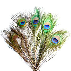 Peacock Tail Feather - 8.8-10.4" - 4PCS